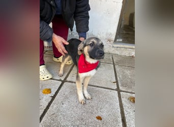 Alma - aktiv, verspielt und neugierig