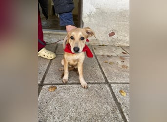 Aika - aktiv, verspielt und neugierig