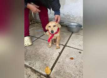 Abby - aktiv, verspielt und neugierig