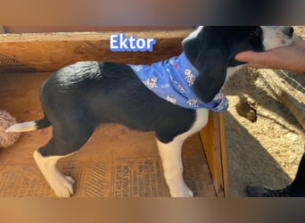 Ektor - aufgeweckt und verspielt