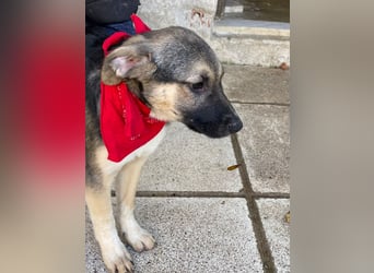 Alma - aktiv, verspielt und neugierig