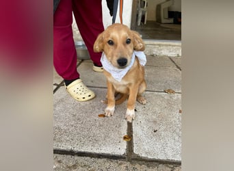 Adonis - aktiv, verspielt und neugierig