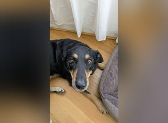 Verschmuste Fanny sucht ihre Familie