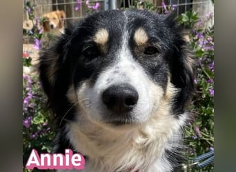Annie, 04/25 - süßes Wuschelchen sucht Körbchen