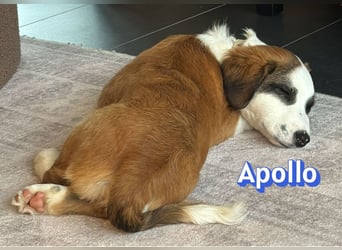 Apollo - verspielt und freundlich; NOTFALL!!