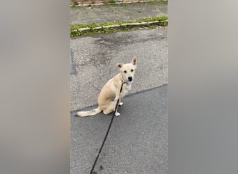 Buddy in Dresden wird ein Scheidungsopfer