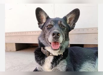 Yaki (LR) überaus freundlicher Familienhund
