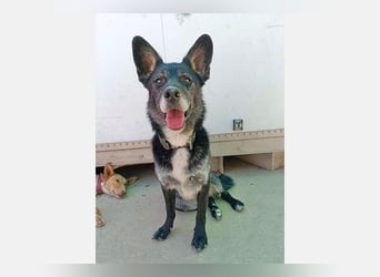 Yaki (LR) überaus freundlicher Familienhund