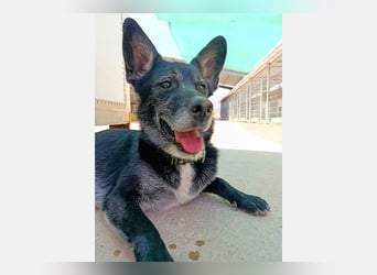 Yaki (LR) überaus freundlicher Familienhund