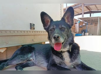 Yaki (LR) überaus freundlicher Familienhund