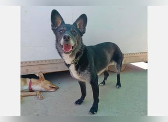 Yaki (LR) überaus freundlicher Familienhund