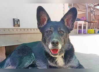 Yaki (LR) überaus freundlicher Familienhund
