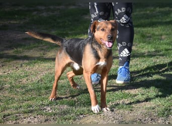 Ruhiger Felix *auf PS in 42855 Remscheid*