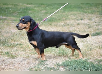Napoleon