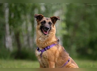 Ruhige Malta sucht ihre Familie