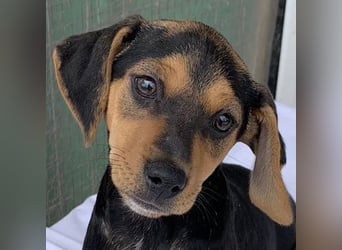 Linaria, geb. ca. 12/2025, lebt in GRIECHENLAND, im städt. Tierheim Serres