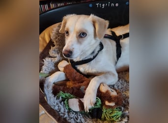 Shani, geb. ca. 01/2024, lebt auf einer Pflegestelle in 53947 Nettersheim