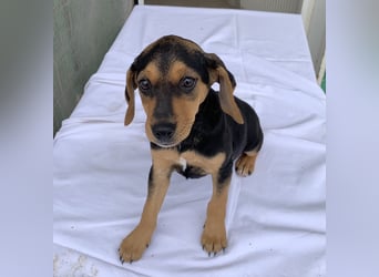 Linaria, geb. ca. 12/2025, lebt in GRIECHENLAND, im städt. Tierheim Serres