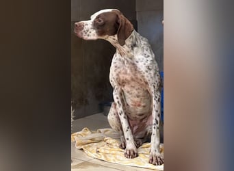 Acira, geb. ca. 04/2023, lebt auf einer Pflegestelle in 67735 Mehlbach