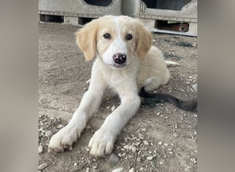 Marci, geb. ca. 03/2026, lebt in GRIECHENLAND, im städt. Tierheim Serres