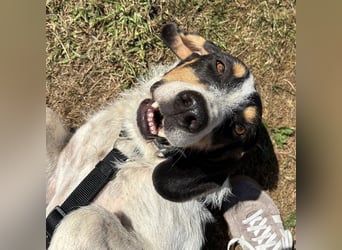 Urmel, geb. ca. 08/2024, lebt auf einer Pflegestelle in 37075 Göttingen