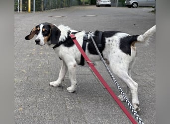 Urmel, geb. ca. 08/2024, lebt auf einer Pflegestelle in 37075 Göttingen