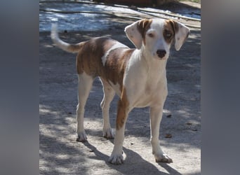 Nivara, geb. ca. 11/2024, lebt in GRIECHENLAND, auf einer privaten Pflegestelle