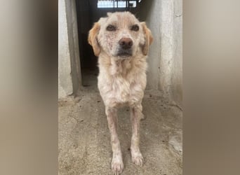 Lumina, geb. ca. 08/2025, lebt in GRIECHENLAND, im städt. Tierheim Serres