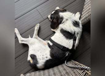 Urmel, geb. ca. 08/2024, lebt auf einer Pflegestelle in 37075 Göttingen