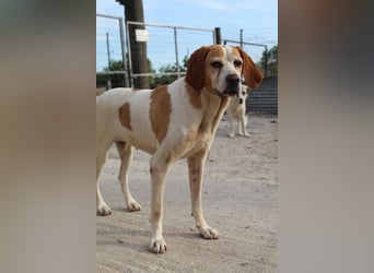 Sienna, geb. ca. 07/2023, lebt auf einer Pflegestelle in 67735 Mehlbach