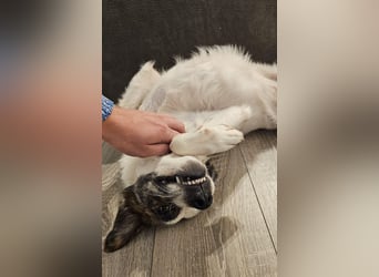 Blesso, geb. ca. 01/2025, lebt auf einer Pflegestelle in 48565 Steinfurt