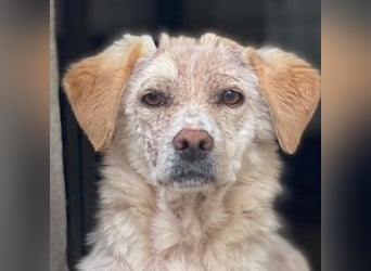 Lumina, geb. ca. 08/2025, lebt in GRIECHENLAND, im städt. Tierheim Serres