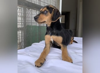 Linaria, geb. ca. 12/2025, lebt in GRIECHENLAND, im städt. Tierheim Serres