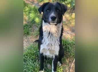 Sora, geb. ca 03/2025, lebt in GRIECHENLAND, auf einer privaten Pflegestelle