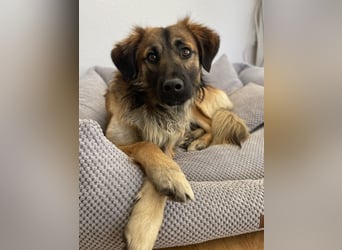 Strolch, geb. ca. 04/2024, lebt auf einer Pflegestelle in 71272 Renningen