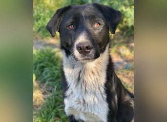 Sora, geb. ca 03/2025, lebt in GRIECHENLAND, auf einer privaten Pflegestelle