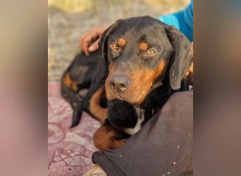 Sigma, geb. ca. 04/2024, lebt auf einer Pflegestelle in 50997 Köln