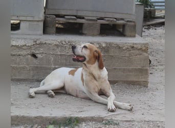 Sienna, geb. ca. 07/2023, lebt auf einer Pflegestelle in 67735 Mehlbach