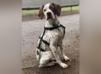 Acira, geb. ca. 04/2023, lebt auf einer Pflegestelle in 67735 Mehlbach