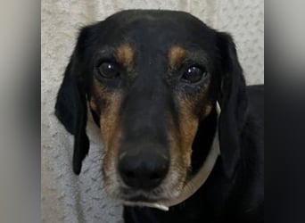 Neria, geb. ca. 11/2020, lebt auf einer Pflegestelle in 95168 Marktleuthen