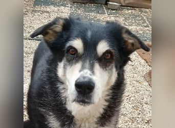 Toula, geb. ca. 04/2015, lebt in GRIECHENLAND, auf einer privaten Pflegestelle