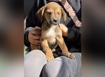 Lurelia, geb. 12/2025, lebt in GRIECHENLAND, auf einer privaten Pflegestelle