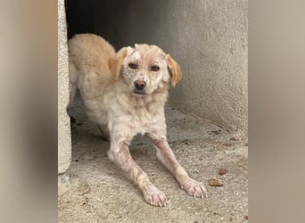 Lumina, geb. ca. 08/2025, lebt in GRIECHENLAND, im städt. Tierheim Serres