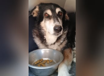 Toula, geb. ca. 04/2015, lebt in GRIECHENLAND, auf einer privaten Pflegestelle