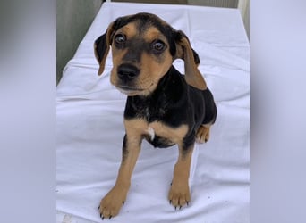 Linaria, geb. ca. 12/2025, lebt in GRIECHENLAND, im städt. Tierheim Serres