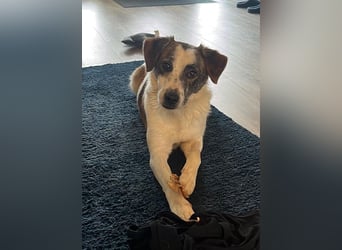 Blesso, geb. ca. 01/2025, lebt auf einer Pflegestelle in 48565 Steinfurt