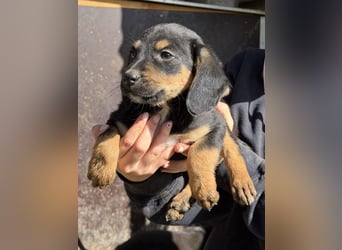 Loxie, geb. 12/2025, lebt in GRIECHENLAND, auf einer privaten Pflegestelle