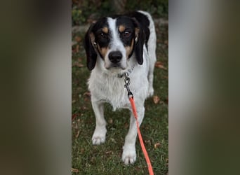 Urmel, geb. ca. 08/2024, lebt auf einer Pflegestelle in 37075 Göttingen