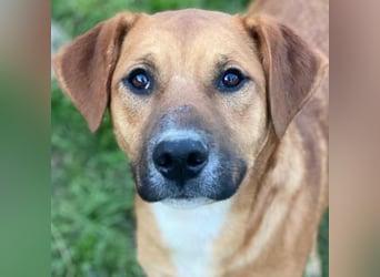 Hunter, geb. ca. 02/2025, lebt in GRIECHENLAND, auf einer privaten Pflegestelle, 60528 Frankfurt