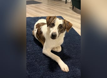 Blesso, geb. ca. 01/2025, lebt auf einer Pflegestelle in 48565 Steinfurt